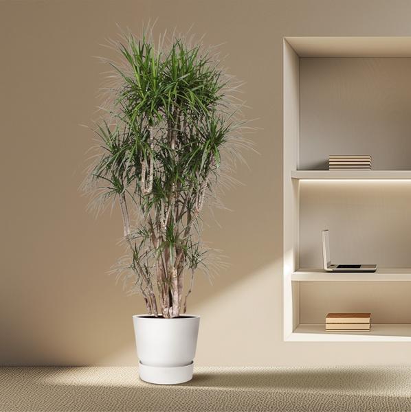 Dracaena Marginata branched - 220 cm - ø40