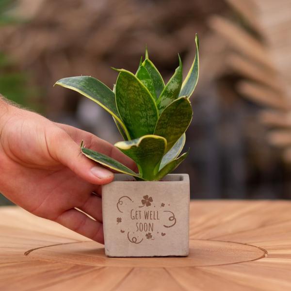 Congreet plantpots + Sansevieria | Get well soon