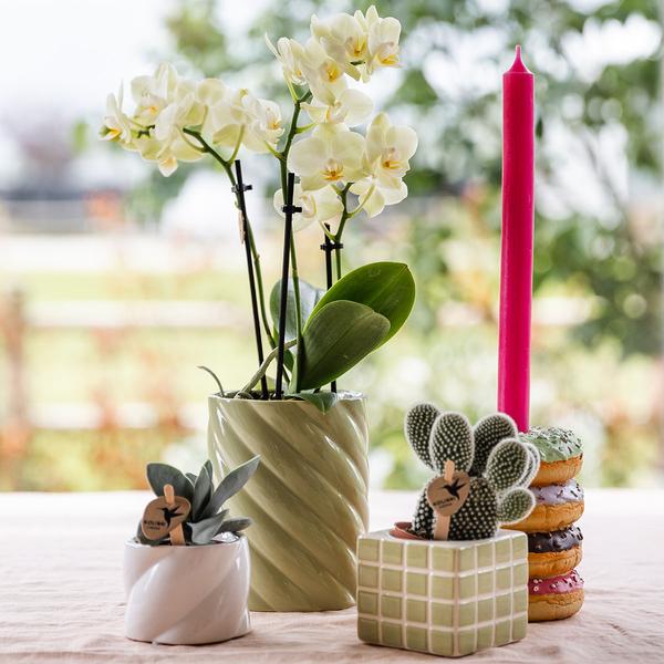Hummingbird Home | Candy decorative pot - White - Ø6cm