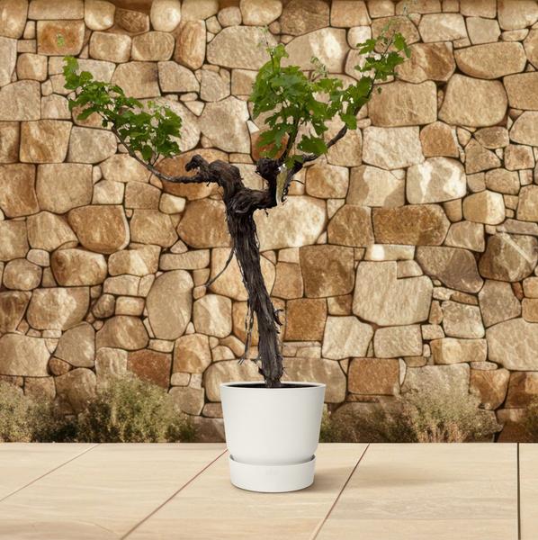 Grape tree (Vitis Vinifera) trunk branched - 220cm - ø55