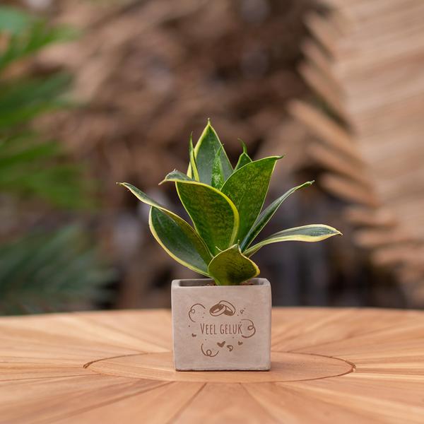 Congreet plant pots + Sansevieria | Good luck
