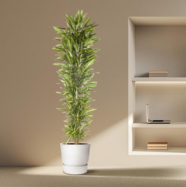 Dracaena Cintho branched - 210 cm - ø40