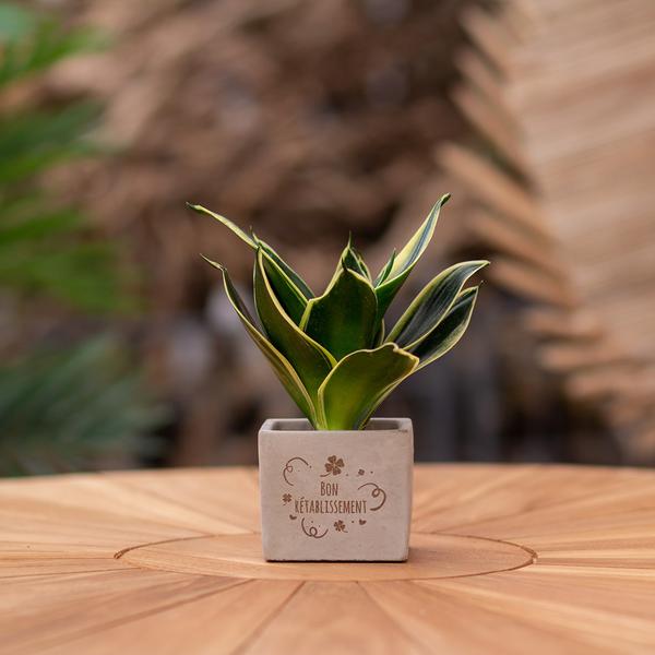 Congreet plantpots + Sansevieria | Bon rétablissement