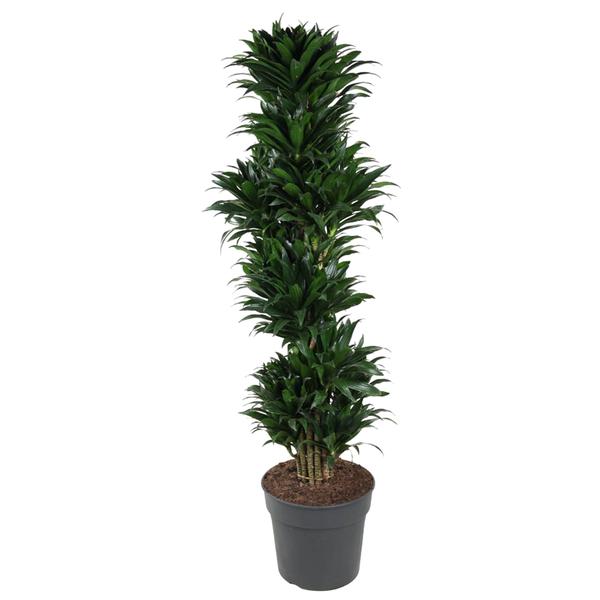 Dracaena Compacta branched - 170 cm - ø34