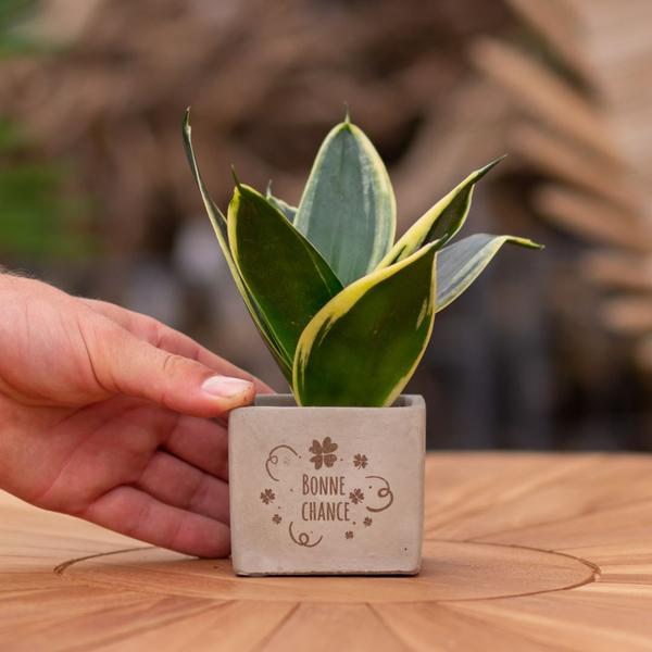 Congreet plantpots + Sansevieria | Bonne chance