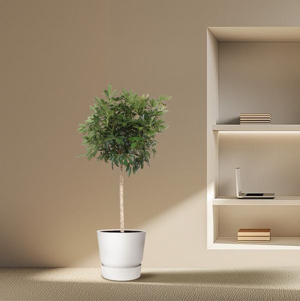 Schefflera Arboricola Compacta tree - 190 cm - ø45