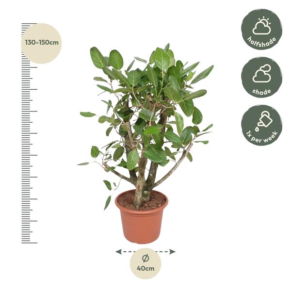 Ficus Benghalensis branched - 140 cm - ø40