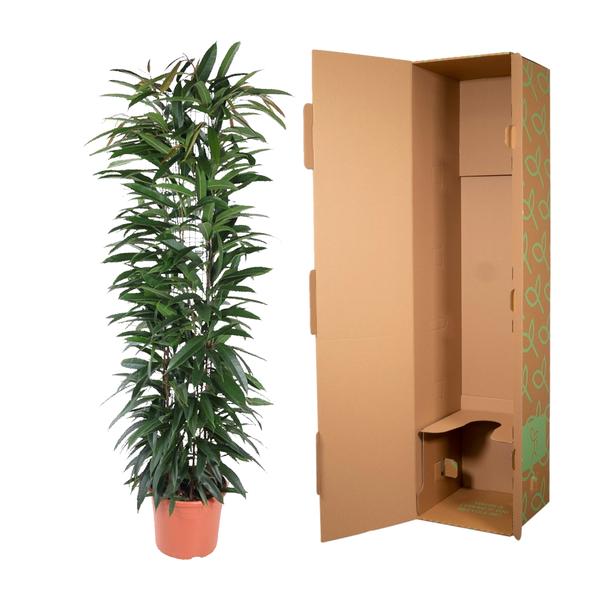 Ficus Alii King column - 150 cm - ø29