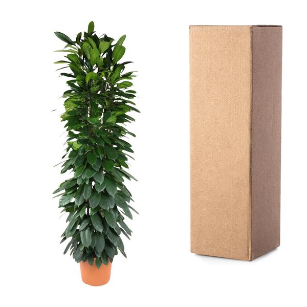 Ficus Cyatistipula column - 200 cm - ø35
