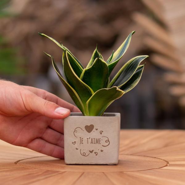 Congreet plantpots + Sansevieria | Je t'aime