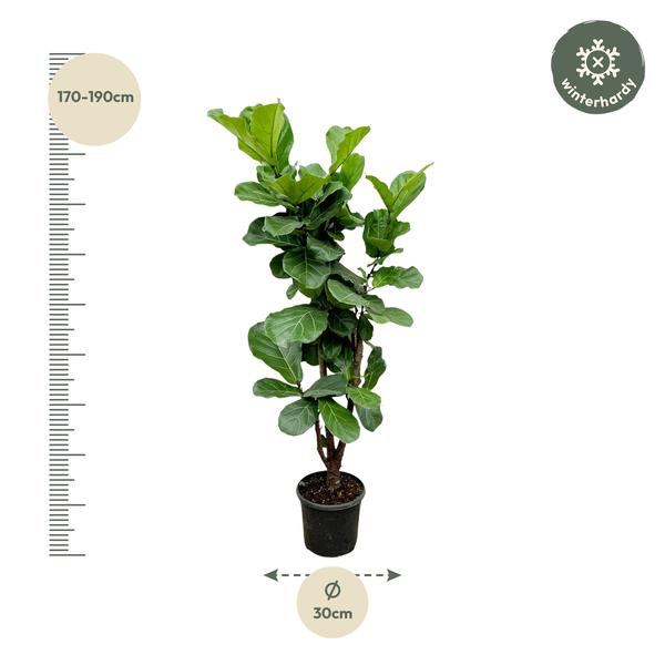 Ficus Lyrata branched - 170cm - Ø32