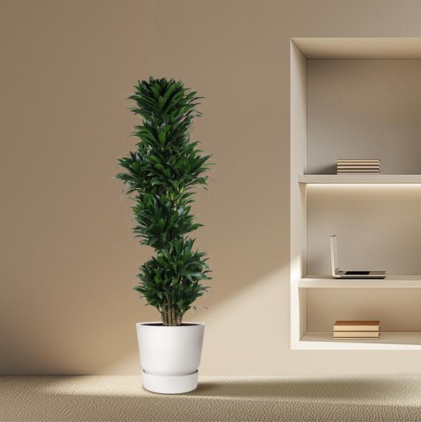 Dracaena Compacta branched - 170 cm - ø34