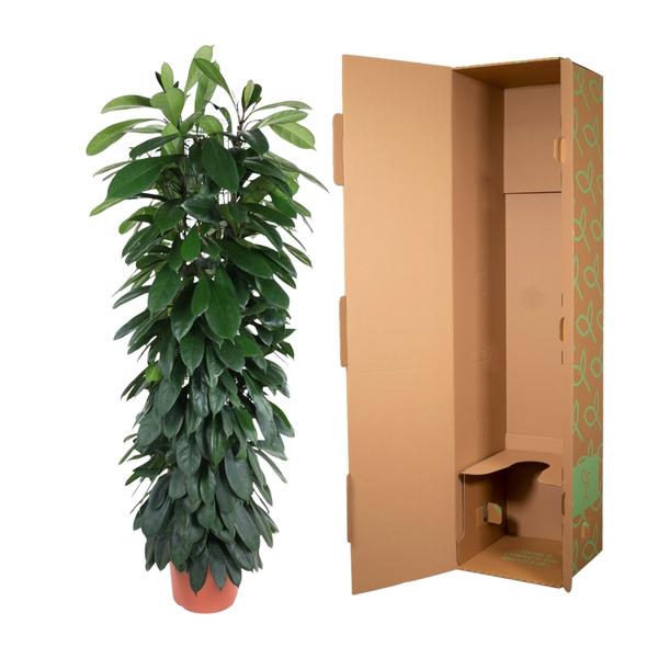 Ficus Cyatistipula column - 150 cm - ø29