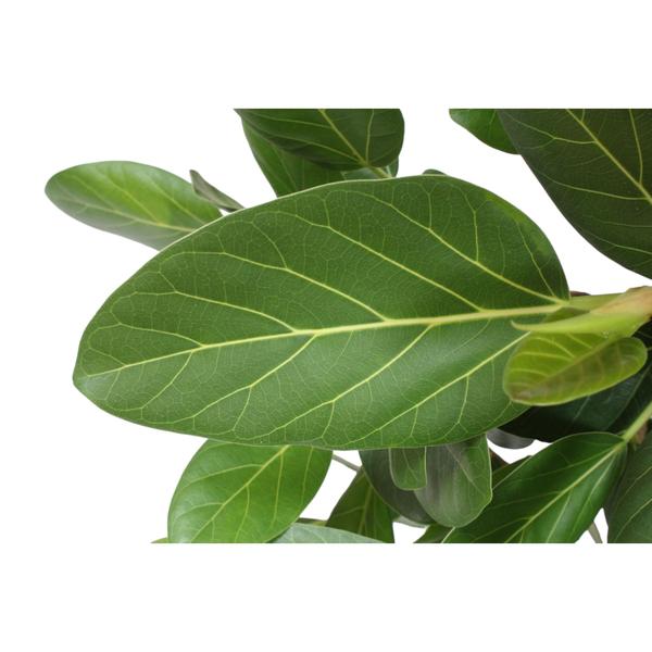 Ficus Benghalensis branched - 140 cm - ø40