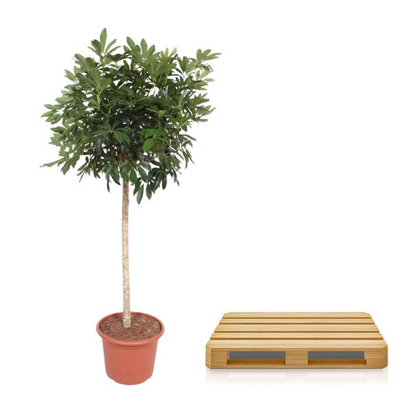 Schefflera Arboricola Compacta tree - 190 cm - ø45