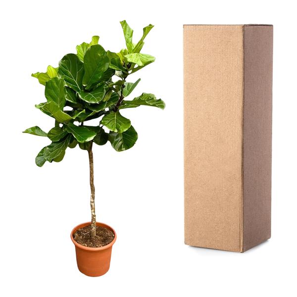 Ficus Lyrata tree XXL - 200 cm - ø40