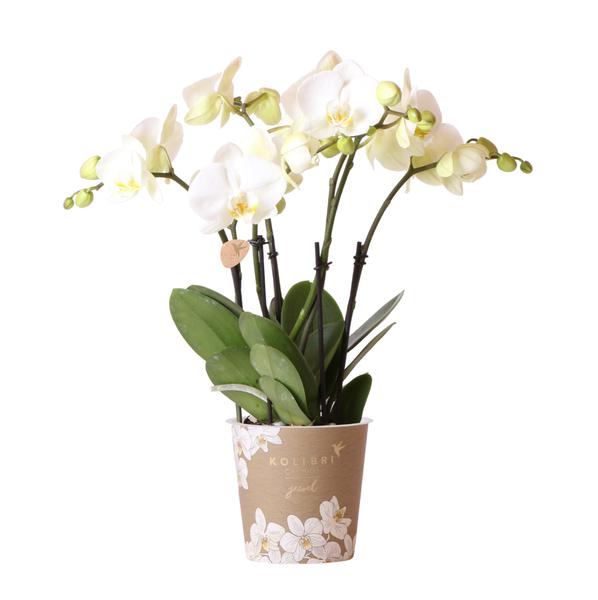 Hummingbird Orchids | White Phalaenopsis orchid pot size - Jewel Ghent - pot size Ø12cm | flowering houseplant - fresh from the grower