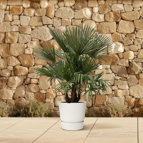 Trachycarpus multi trunk - 230cm - Ø50