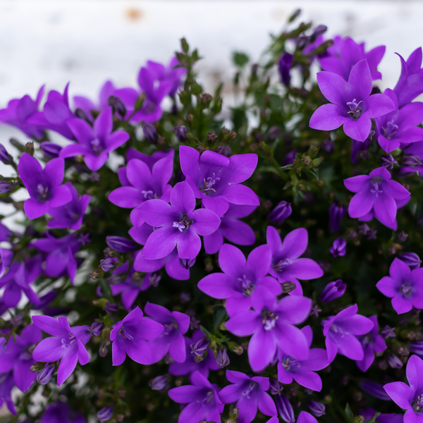 2x Campanula Addenda Ambella Intense lila in Malaga Dekotöpfen - Topfgröße 12cm - mehrjährig - winterhart
