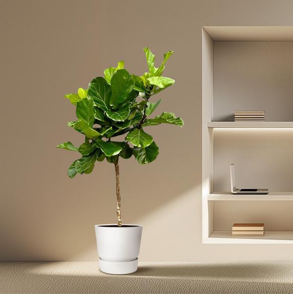 Ficus Lyrata tree XXL - 200 cm - ø40