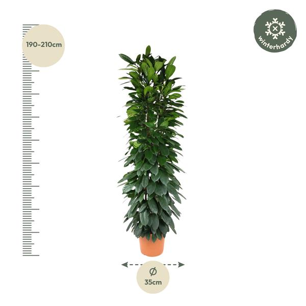 Ficus Cyatistipula column - 200 cm - ø35