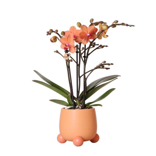 Kolibri-Orchideen | Orange Phalaenopsis Orchidee - Mineral Bolzano + Rolling Peach - Topfgröße Ø9cm | blühende Zimmerpflanze - frisch vom Züchter