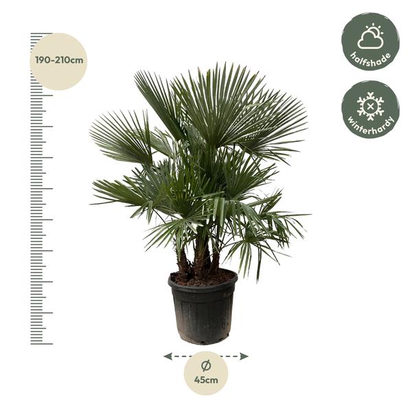 Trachycarpus multi trunk - 230cm - Ø50