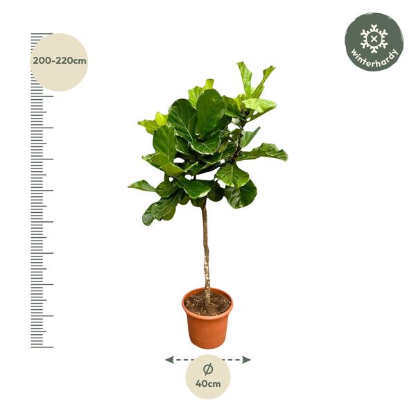 Ficus Lyrata tree XXL - 200 cm - ø40