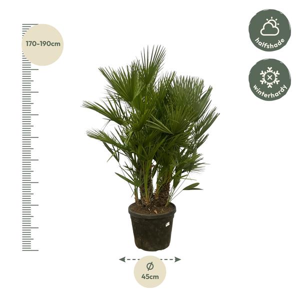 Chamaerops Humilis multi trunk - 180 cm - Ø45cm