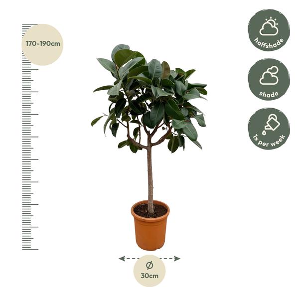 Ficus Elastica Robusta on stem - 200 cm - ø40