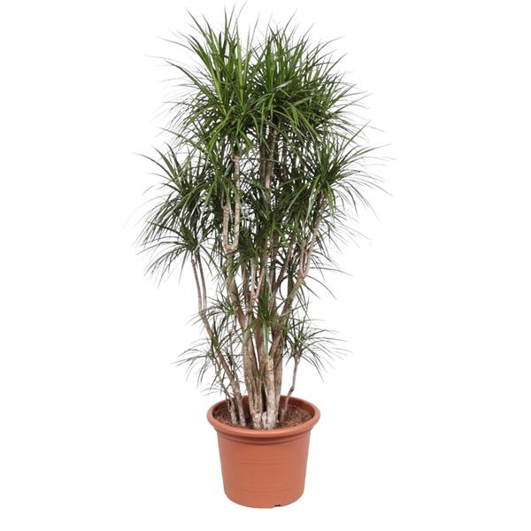 Dracaena Marginata branched - 220 cm - ø40