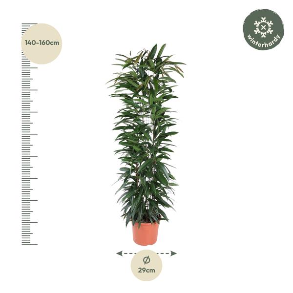 Ficus Alii King column - 150 cm - ø29