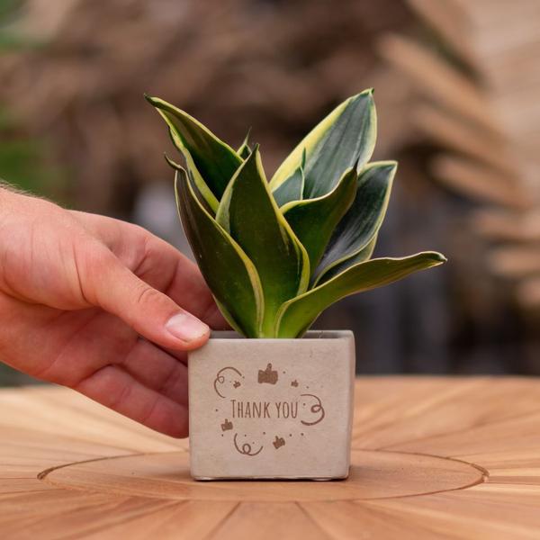 Congreet plantpots + Sansevieria | Thank you