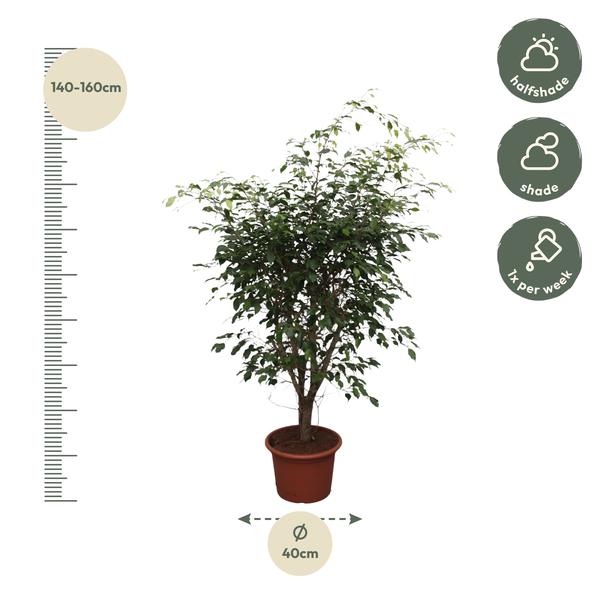 Ficus Benjamina Exotica branched - 150 cm - ø40