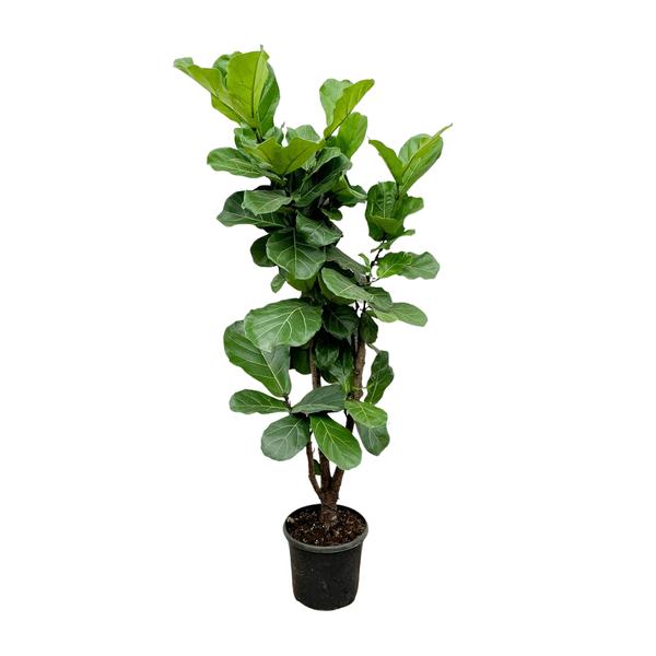 Ficus Lyrata branched - 170cm - Ø32