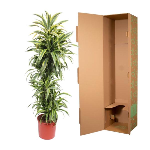 Dracaena Zitrone Limette - 170 cm - ø34