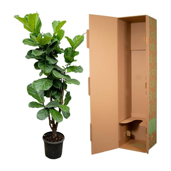 Ficus Lyrata branched - 170cm - Ø32