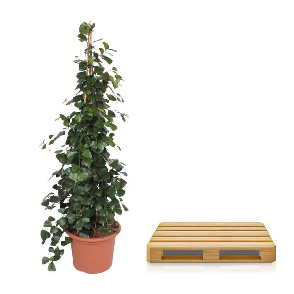 Ficus Trinova Pyramide - 240 cm - ø50
