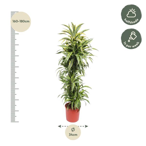 Dracaena Zitrone Limette - 170 cm - ø34
