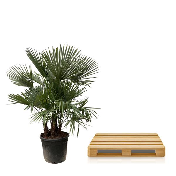Trachycarpus multi trunk - 230cm - Ø50