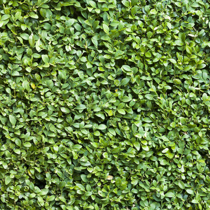 Green boutiQ - Heckenpflanzen - Buxus sempervirens - grünes Blatt - 6 Pflanzen - 1 Laufmeter - immergrün - Topf 17cm Höhe 45cm