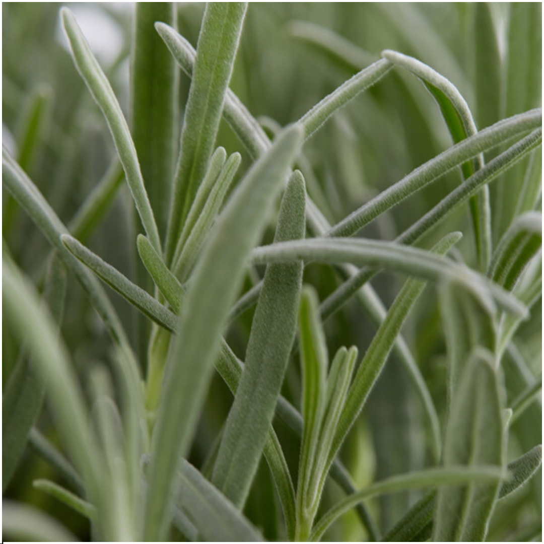 6er-Pack Lavendel angustifolia - 6 x Ø7 cm - ↕15 cm 