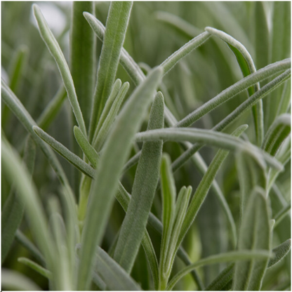 6er-Pack Lavendel angustifolia - 6 x Ø7 cm - ↕15 cm 