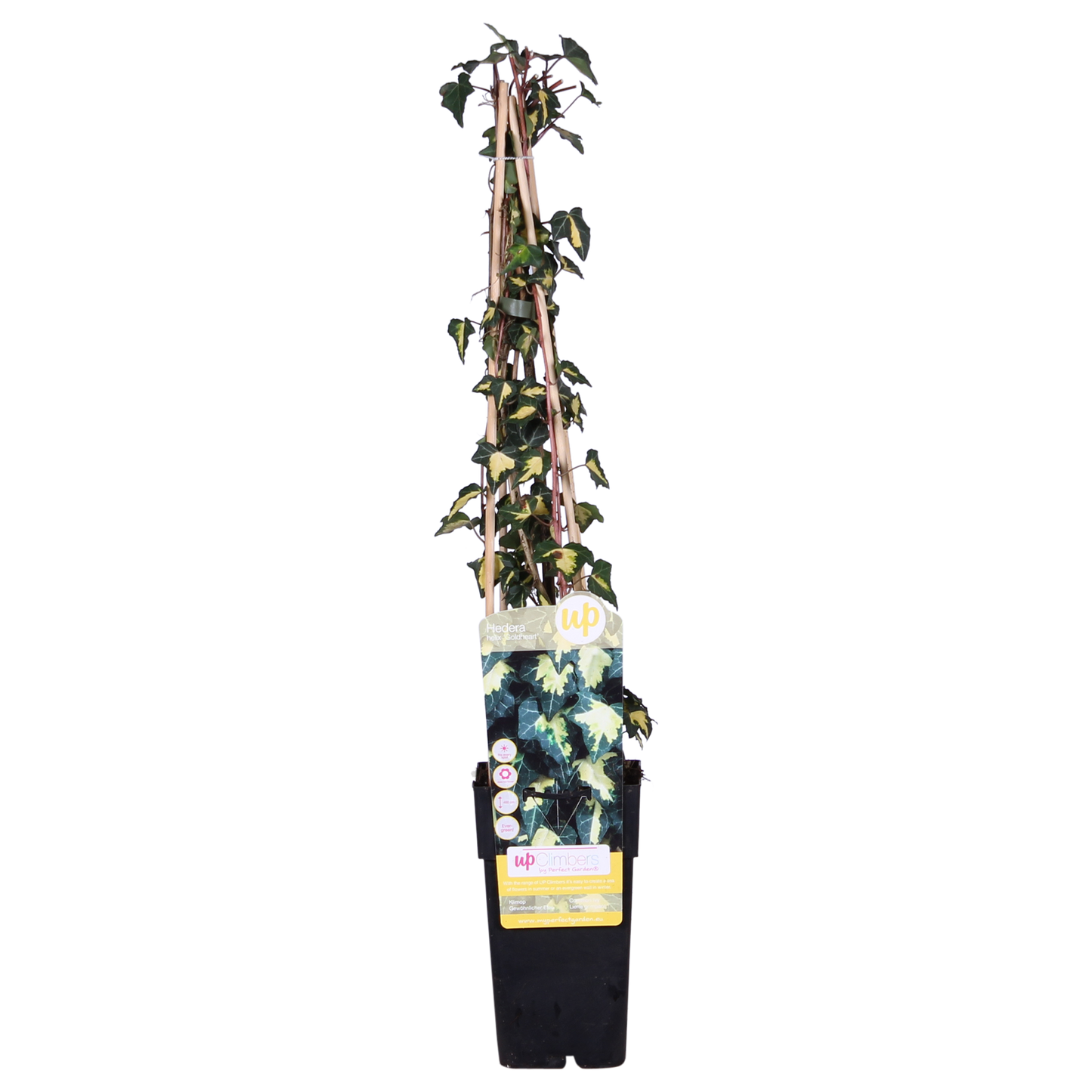 Hedera-Helix 'Goldheart' - Ø15cm - ↕65cm