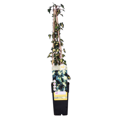 Hedera-Helix 'Goldheart' - Ø15cm - ↕65cm
