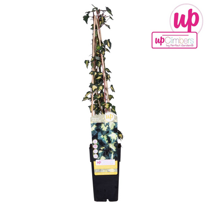 Hedera-Helix 'Goldheart' - Ø15cm - ↕65cm