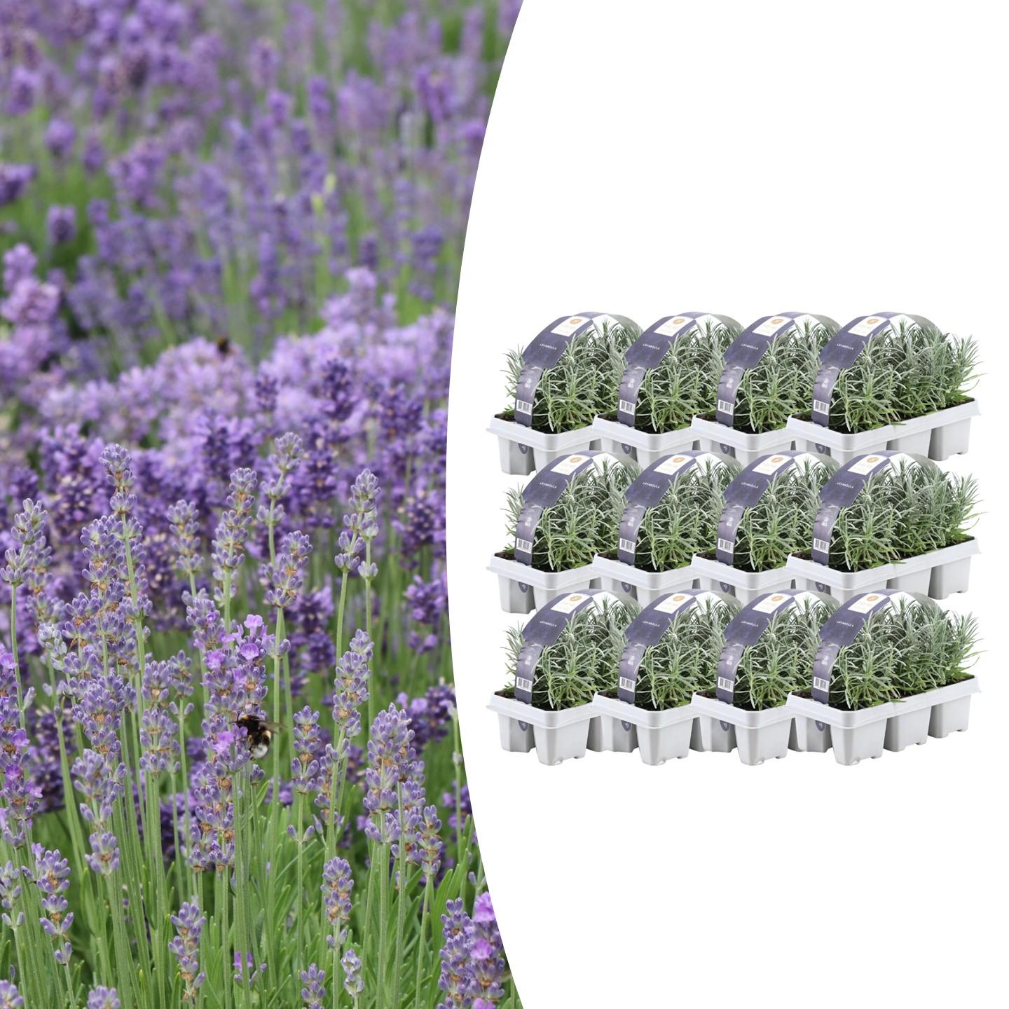12 x 6 pack Lavender angustifolia - Ø7 cm - ↕15 cm