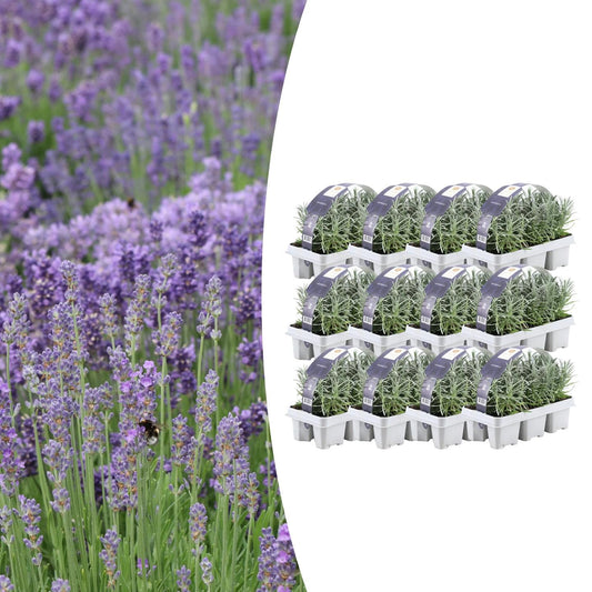 12 x 6er-Pack Lavendel angustifolia - Ø7 cm - ↕15 cm