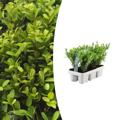 1x 6er-Pack Ilex crenata 'Jenny' - 6 x Ø7 cm - ↕15 cm