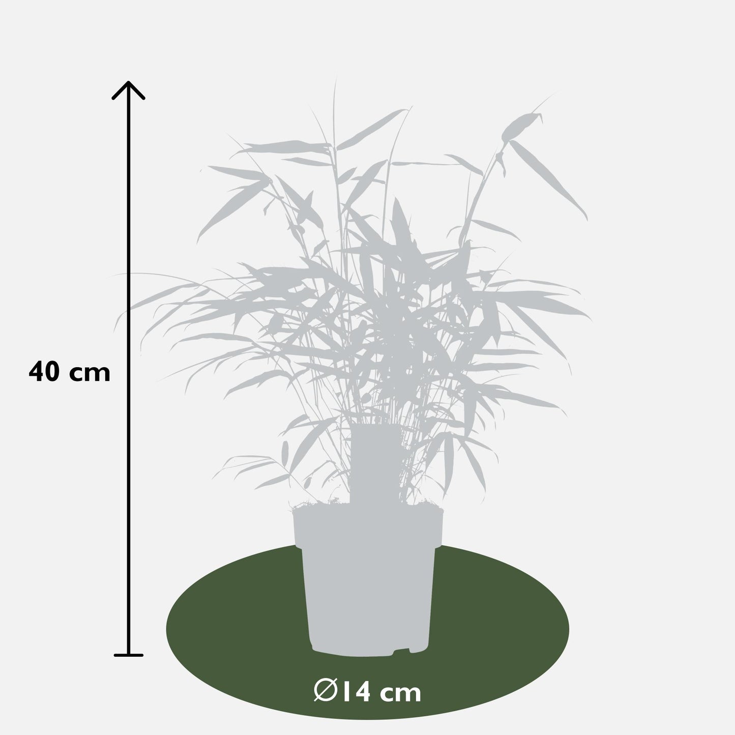 Fargesia robusta 'Pingwu' - Ø14cm - ↕40cm